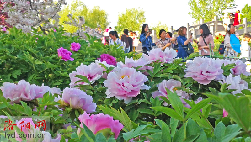 4月8日牡丹花情 王城公园中国国花园等市区牡丹园进入盛花期 手机洛阳网