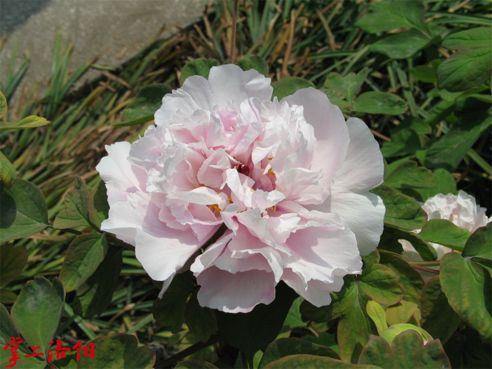 1.蓝田玉 2021.4.13 仝景菁.jpg