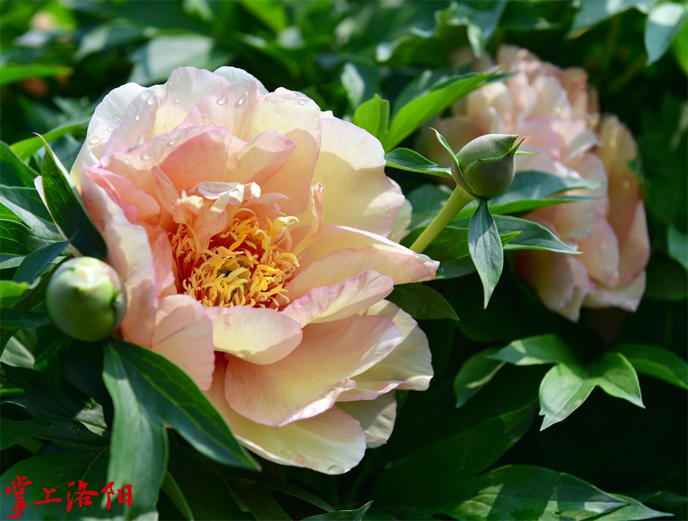 花园珍宝。2020.4.19李卫超.jpg