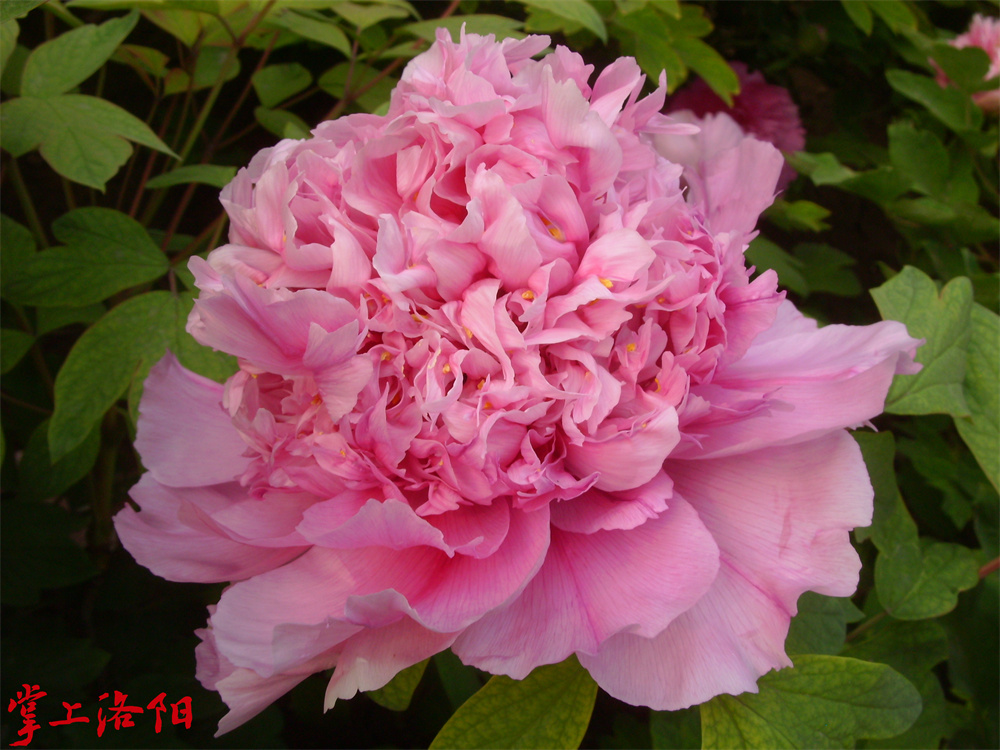 菱花晓翠.jpg