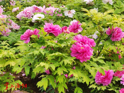 百花选.png