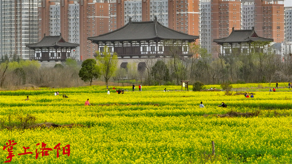 定鼎门西北空地出的油菜花大面积盛开(3300751)-20230526182729_副本.jpg