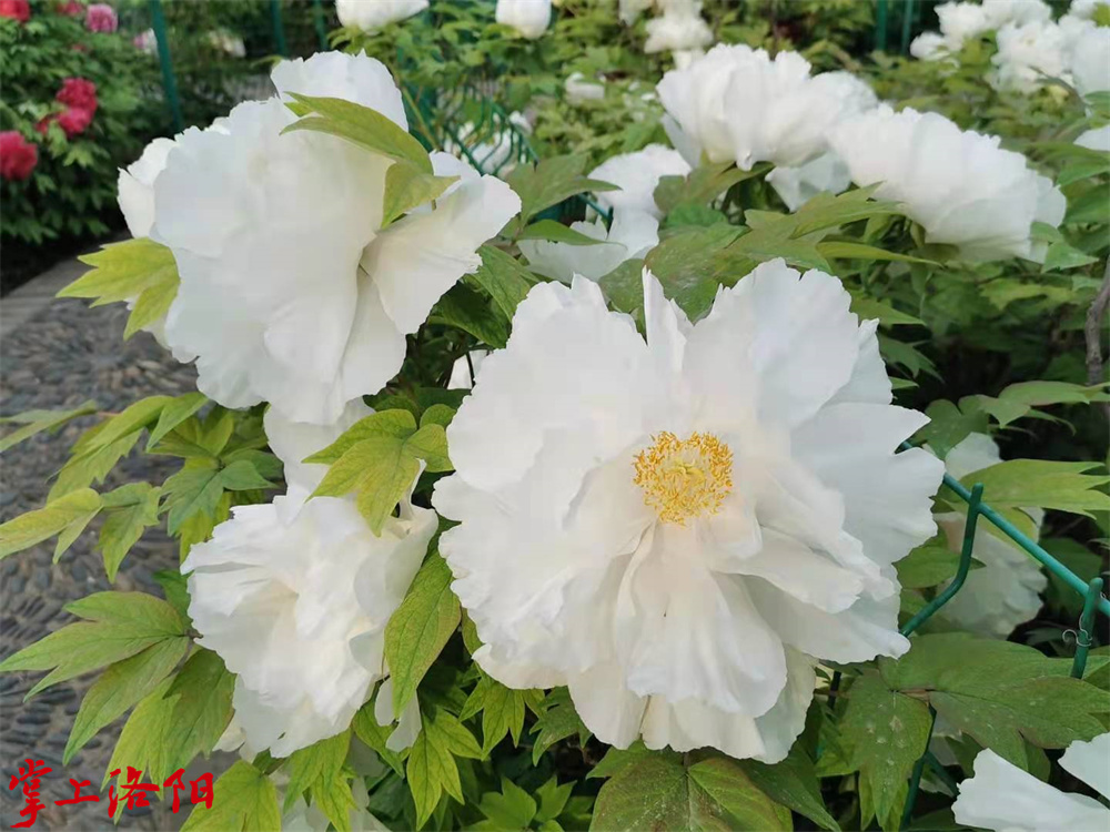 16.连鹤 2021.4.22 仝景菁.jpg