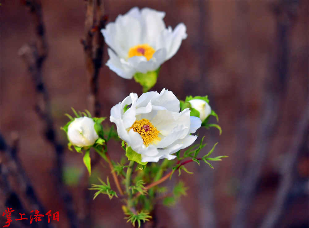 20.野生牡丹（杨山牡丹）2021.4.14 李卫超 (1).jpg
