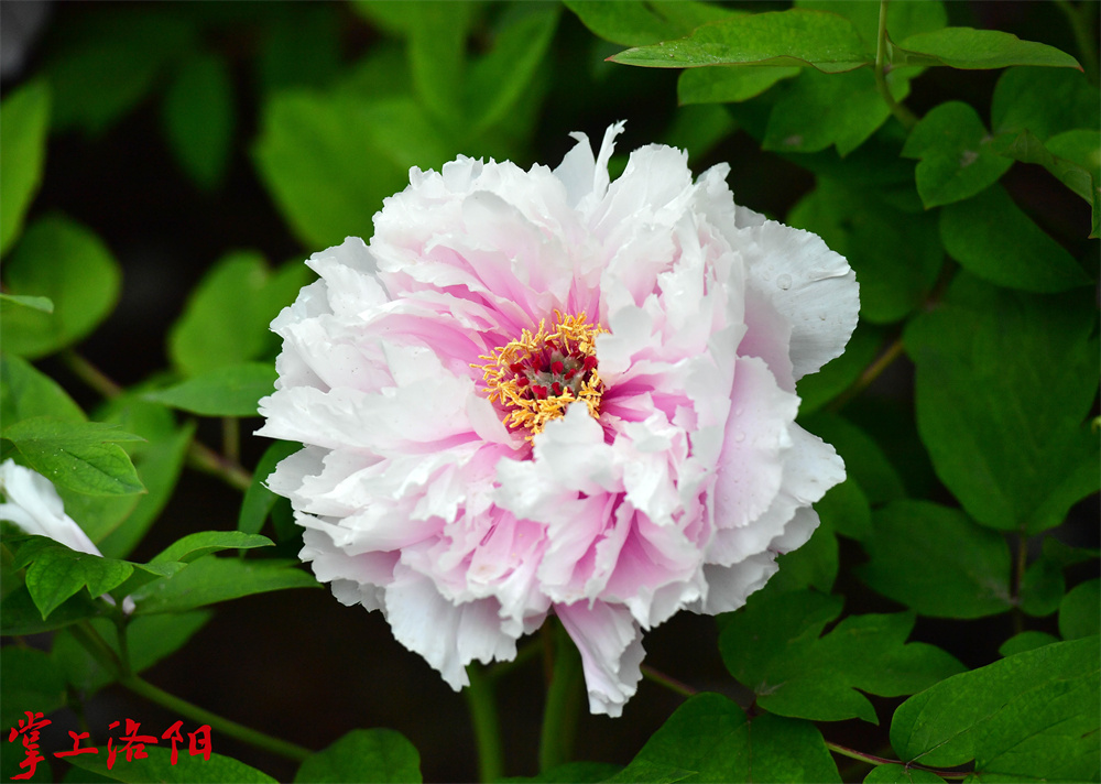 嫦娥奔月 _ 花初开粉兰色，盛开白色，菊花型。花瓣平展润泽，成花率高，花量大，早花品种。花梗较长，利于盆栽和切花。叶灰绿色，中长型，叶面粗糙。2020.4.10 李卫超.jpg