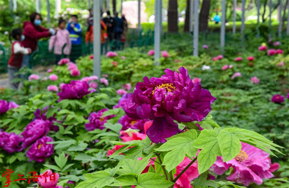 （花情预报）在隋唐城遗址植物园，晚开品种(3395743)-20230323115346.jpg