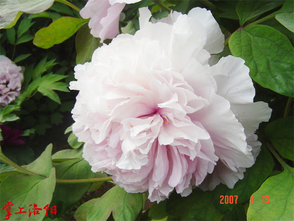 1.蓝田玉.jpg