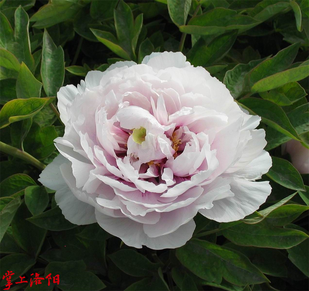 2.蓝宝石 2021.4.13 仝景菁.jpg