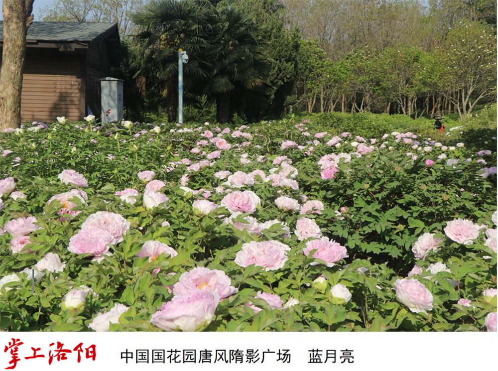 5.蓝月亮 (4).png