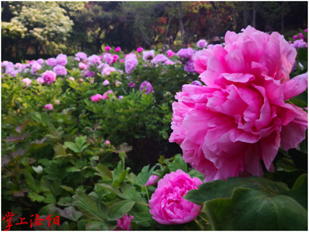 8.蓝芙蓉 (2).png