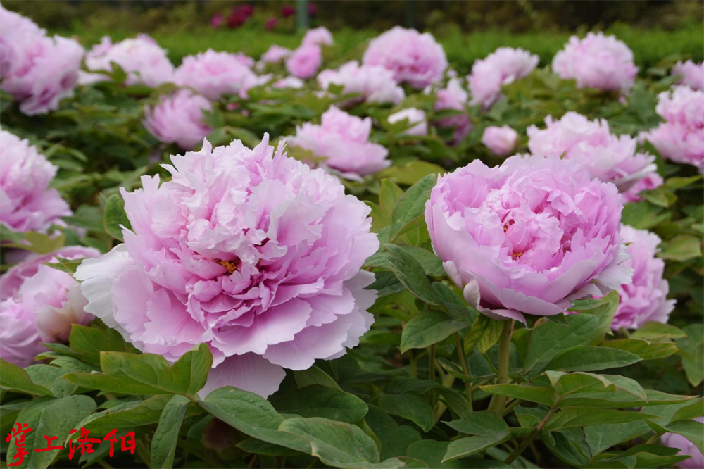 8.蓝芙蓉.png