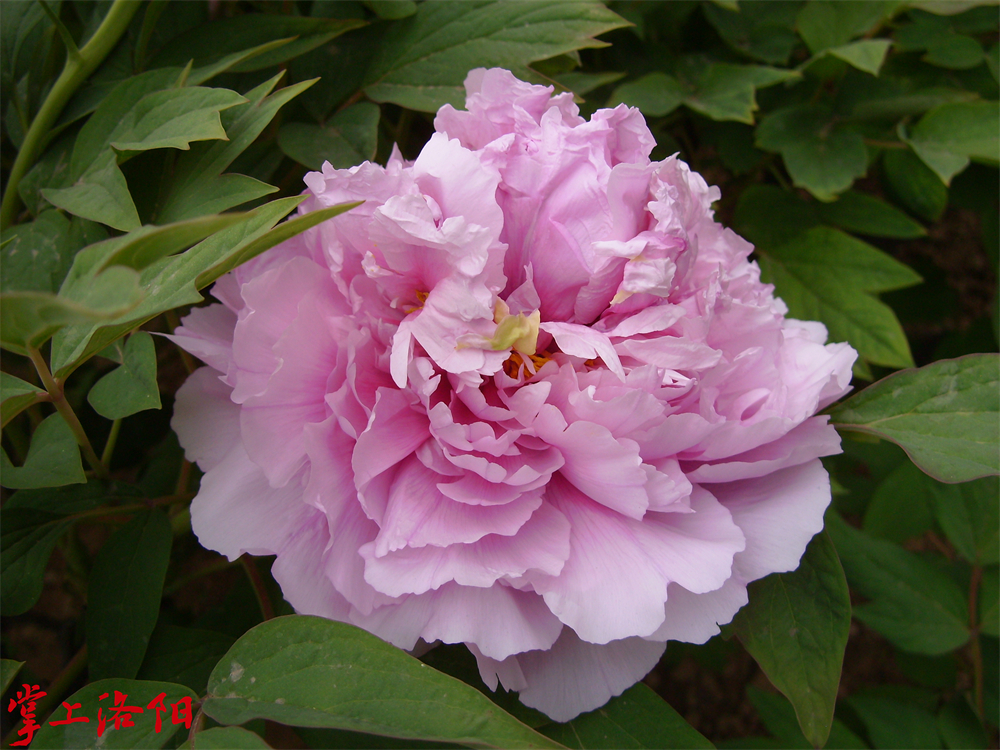 菱花湛露 原名雨露苗壮.jpg