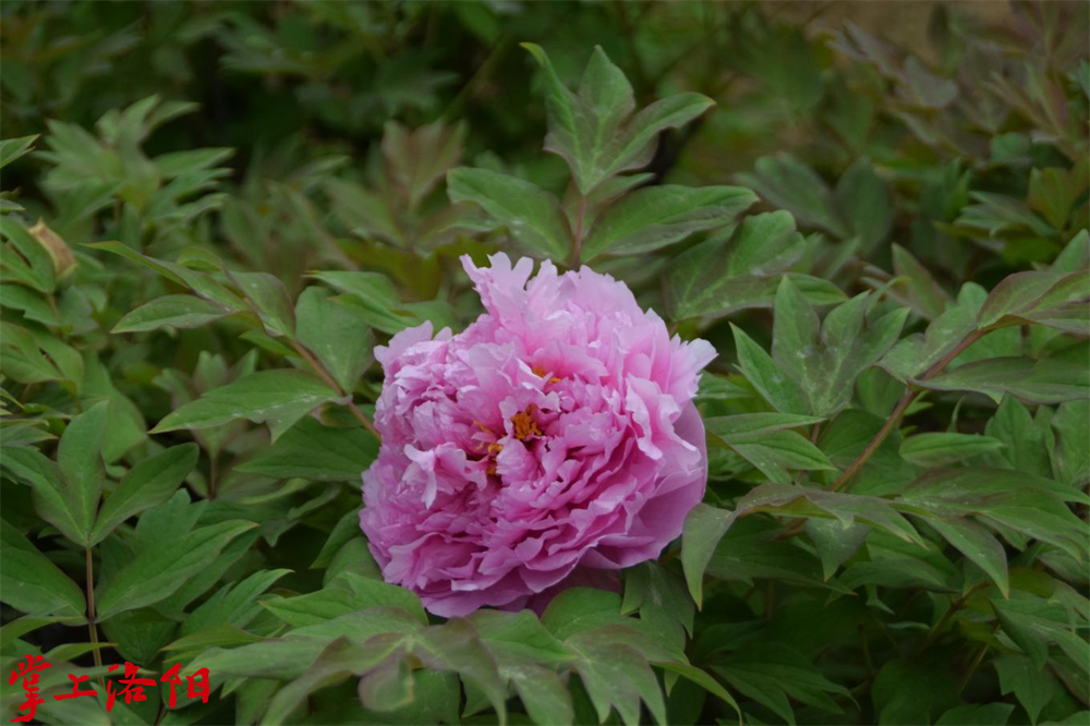 菱花湛露.png