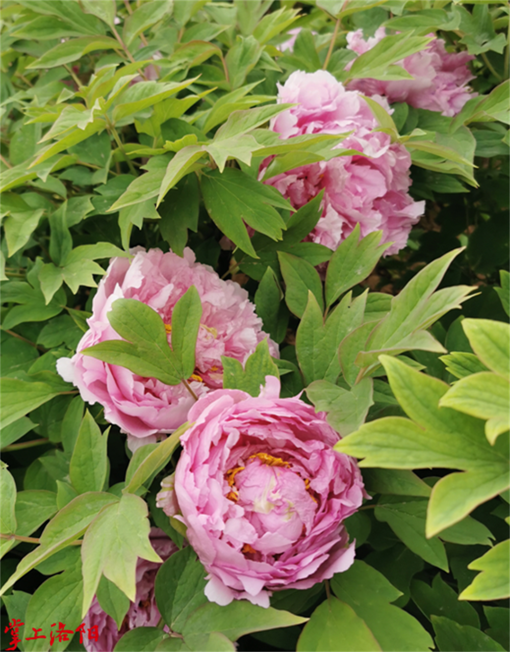 菱花湛露 (2).png
