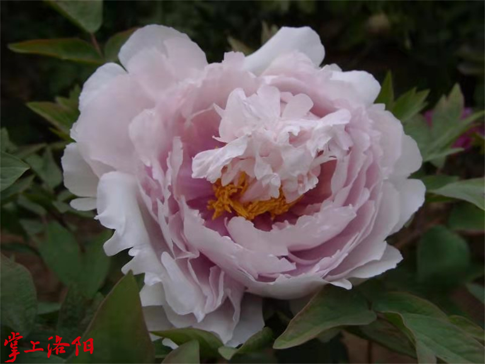 东海浪花.jpg