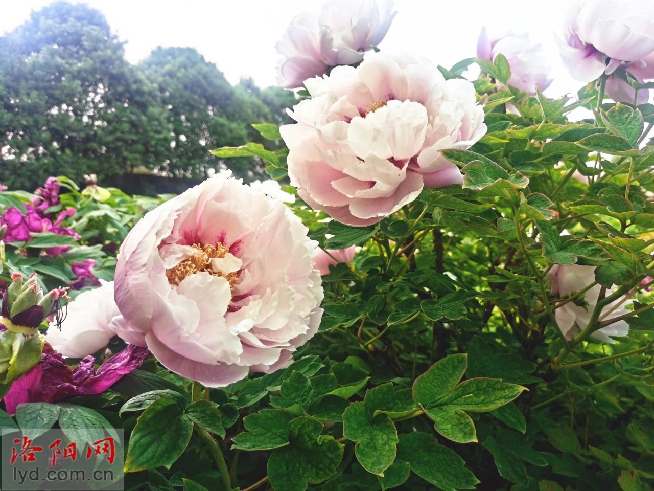 玉面飞花.jpg