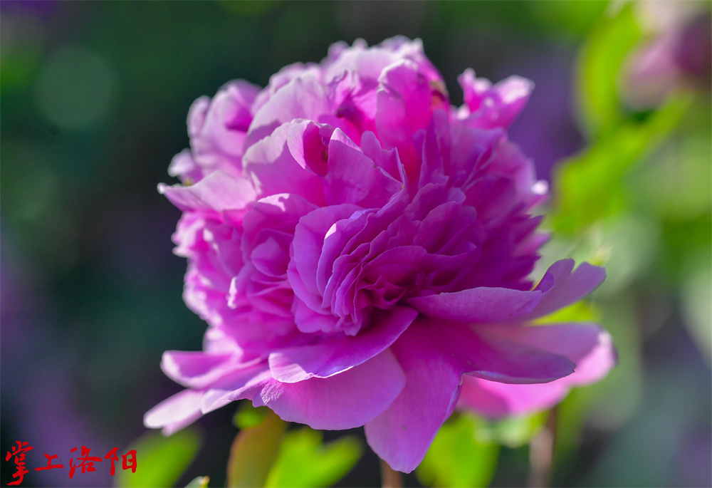 7.赤龙焕彩，绣球台阁（亚）型、花蕾圆形，端部常开裂；下方花花瓣大小近似，层层叠起，基具紫红色斑；上方花花瓣少，雌雄蕊退化变小或消失。2020.4.13 李卫超.jpg