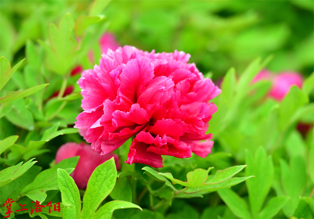 花帝 _花红色，菊花型，中花品种。花盛开后瓣端稍发白，瓣基部有散射状墨紫色斑，花瓣质地光洁润泽，成花率高，花朵高出叶面，耐日晒，花期较长。叶黄绿色，大长型，缺刻多。2020.4.10李卫超.jpg