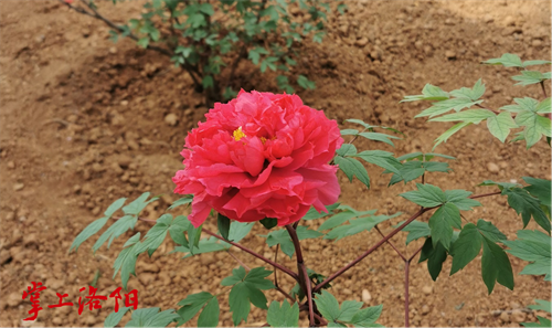 花王 (3).png