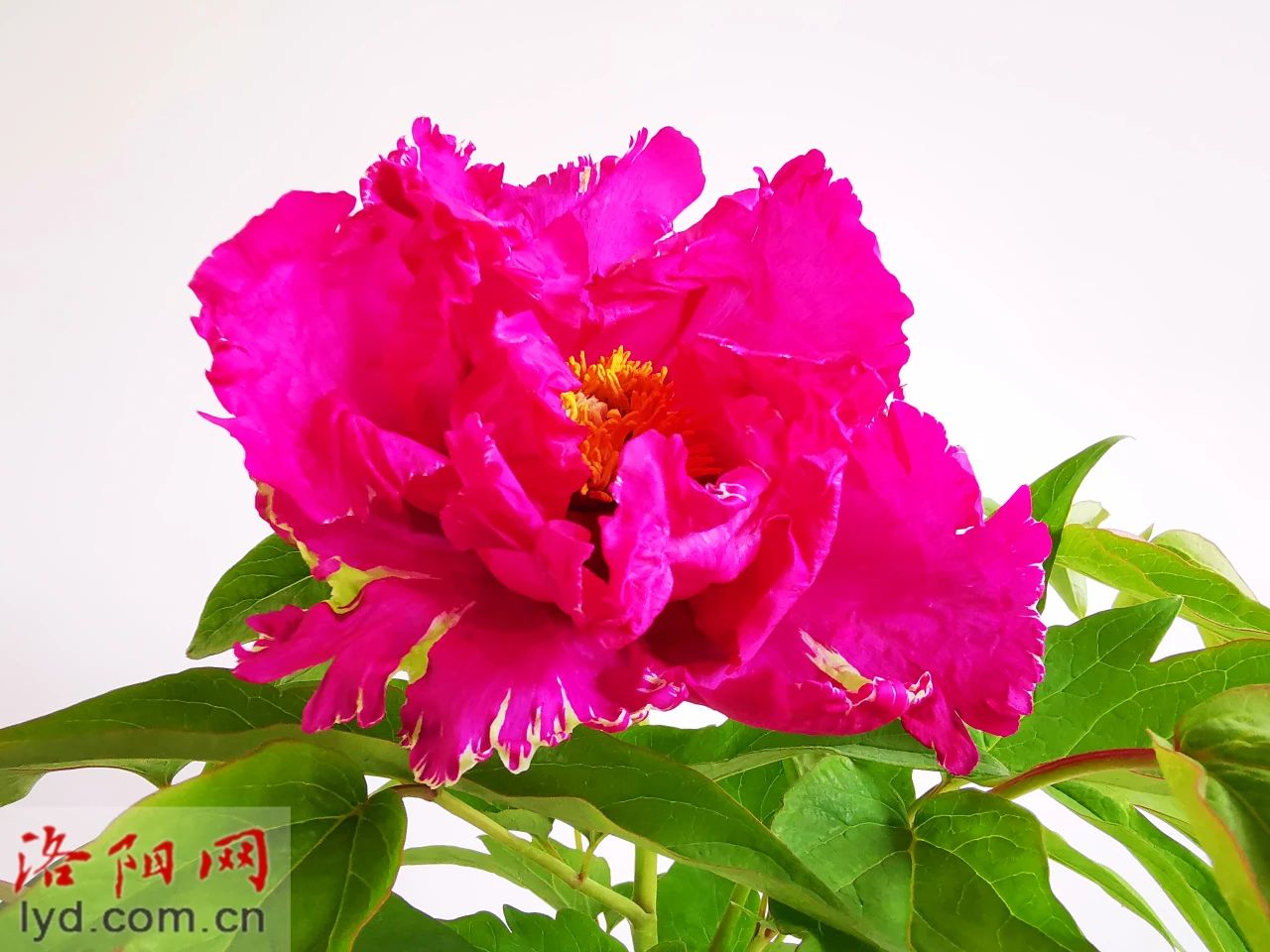 锦绣.jpg