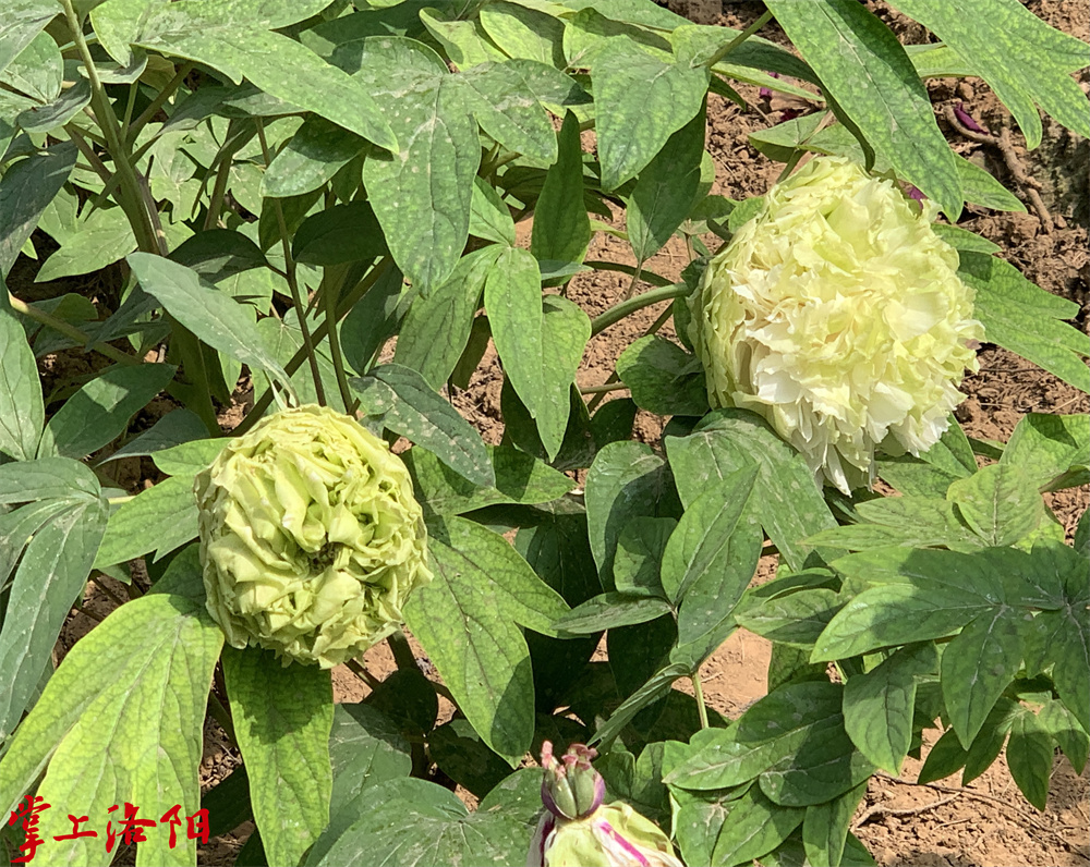 春柳 绿牡丹 2021.4.15 仝景菁1.jpg