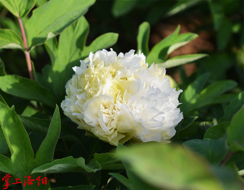春柳 绿色系 2022年4月11日 李冰.jpg