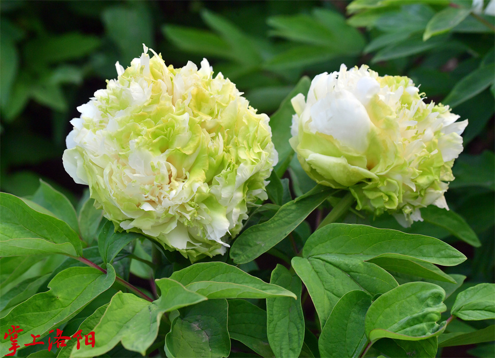 春柳（绣球型：雄蕊全部高度瓣化，花瓣内外(1154752)-20230328143459.jpg