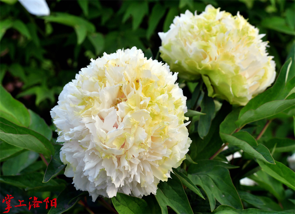 春柳（绣球型：雄蕊全部高度瓣化，花瓣内外大小、性状近似；雌蕊瓣化或退化或完全消失。全花丰满，形如绣球。） 李卫超2020.4.8.jpg