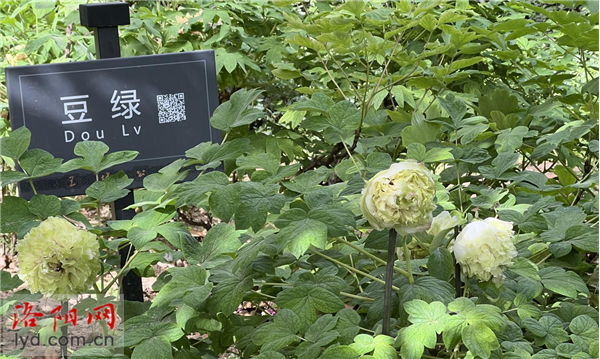 豆绿 (4).png
