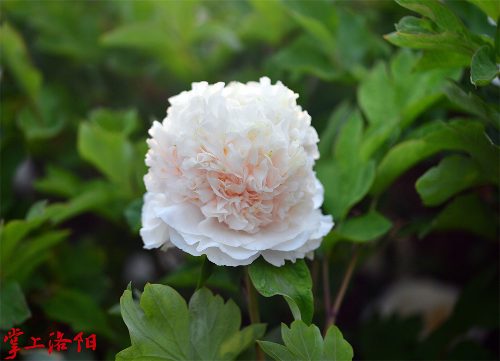 姚黄（皇冠型：外瓣宽大平展；雄蕊全部瓣化，瓣化瓣由外向内越近花心处越宽大，雌蕊瓣化或退化。全花高耸，似皇冠。）2020.4.8李卫超.jpg