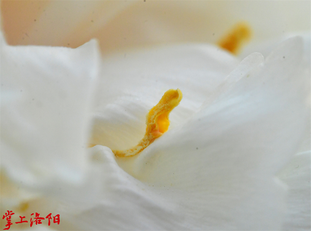 姚黄（皇冠型：外瓣宽大平展；雄蕊全部瓣化，瓣化瓣由外向内越近花心处越宽大，雌蕊瓣化或退化。全花高耸，似皇冠。）2020.4.8 李卫超.jpg.jpg