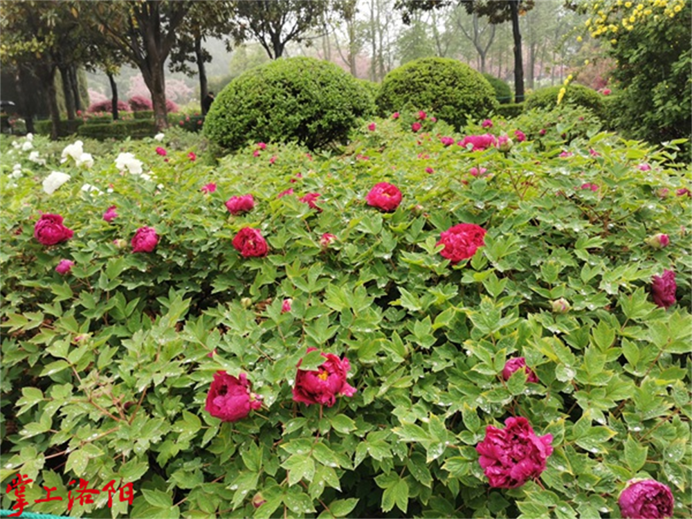 乌龙捧盛 (3).png