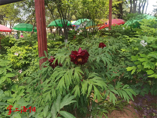 黑豹 王城公园牡丹仙子观赏区.jpg