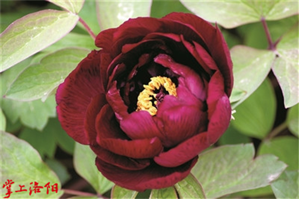黑花魁.jpg