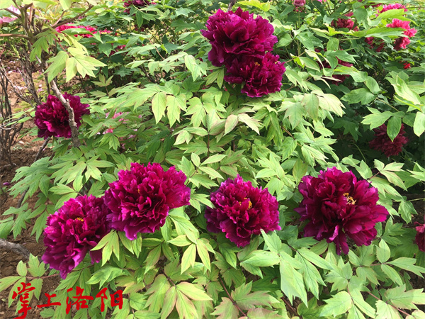 麟凤 隋唐城遗址植物园科技园.png