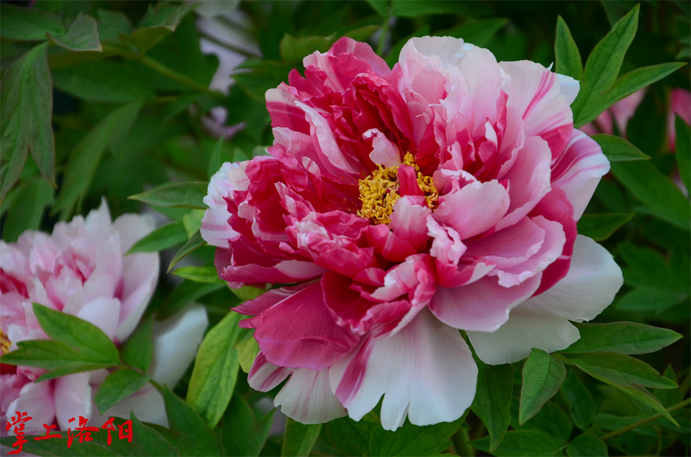 岛锦《牡丹花城“靓”牡丹》2021.4.28 仝景菁.jpg