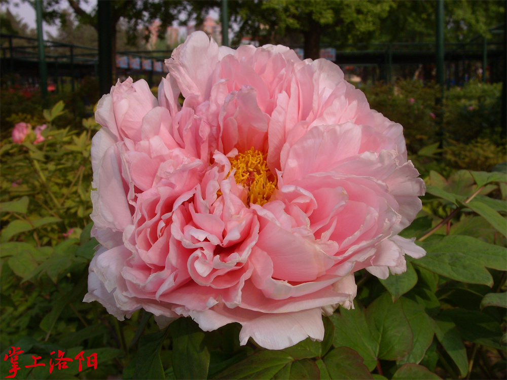 玉芙蓉.jpg