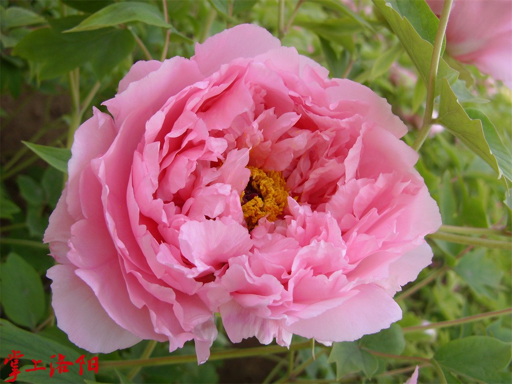 肉芙蓉.jpg