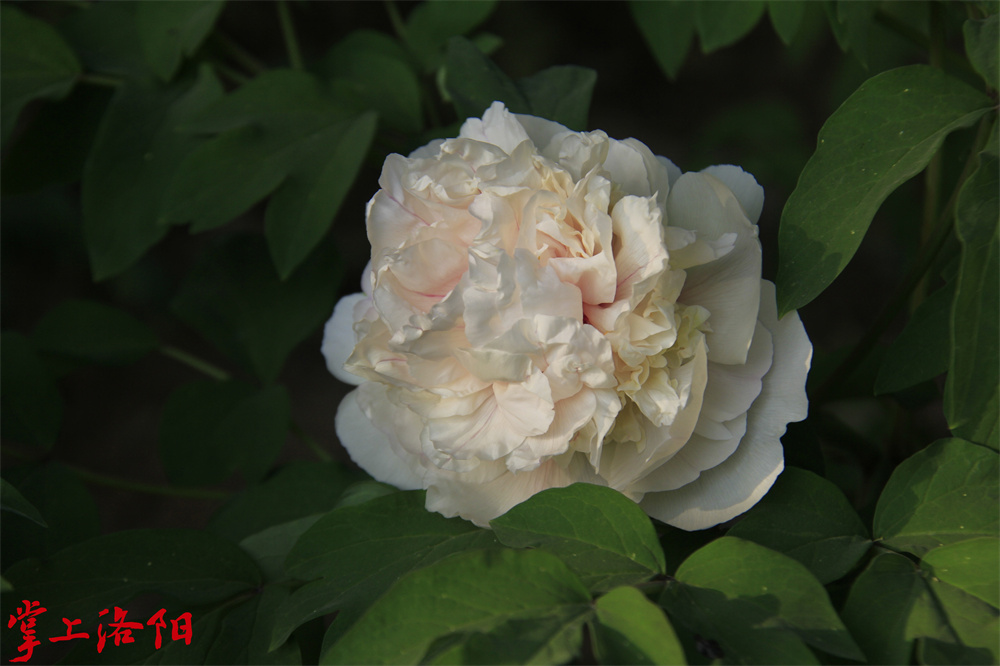荷花绿.jpg