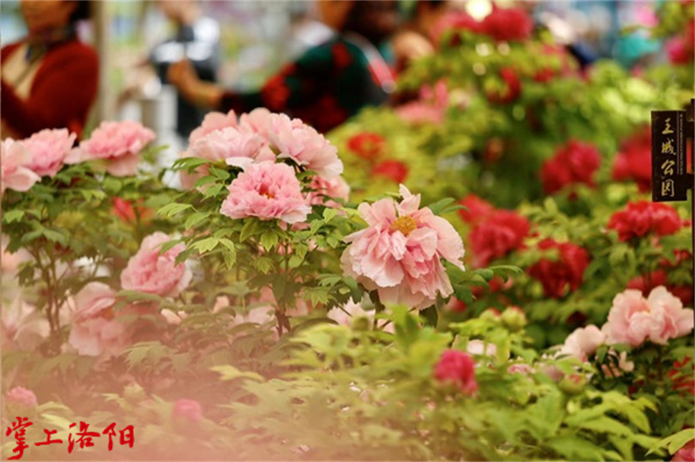 百花殿等品种.png