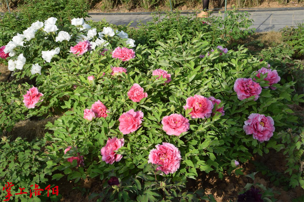 百花娇艳.png