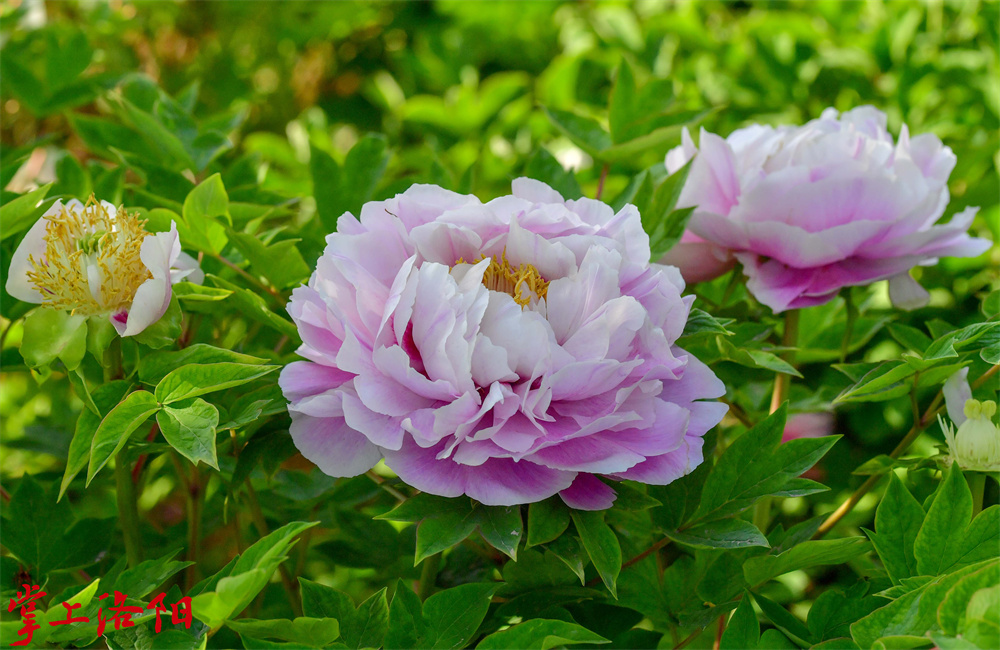彩菊，菊花型、花瓣超过 6 轮，自外 向内层层排列并逐渐变小；雄 蕊正常，有少量瓣化现象； 雌蕊正常。2020.4.13 李卫超.jpg