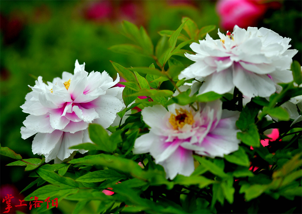 丰花粉 _ 花粉色，菊花型，中早花品种，花量大，花梗长且硬，利于切花栽培。叶绿色，中长型。植株高大，直立，生长势强，繁殖力强，人工杂交所得。 2020.4.10李卫超.jpg