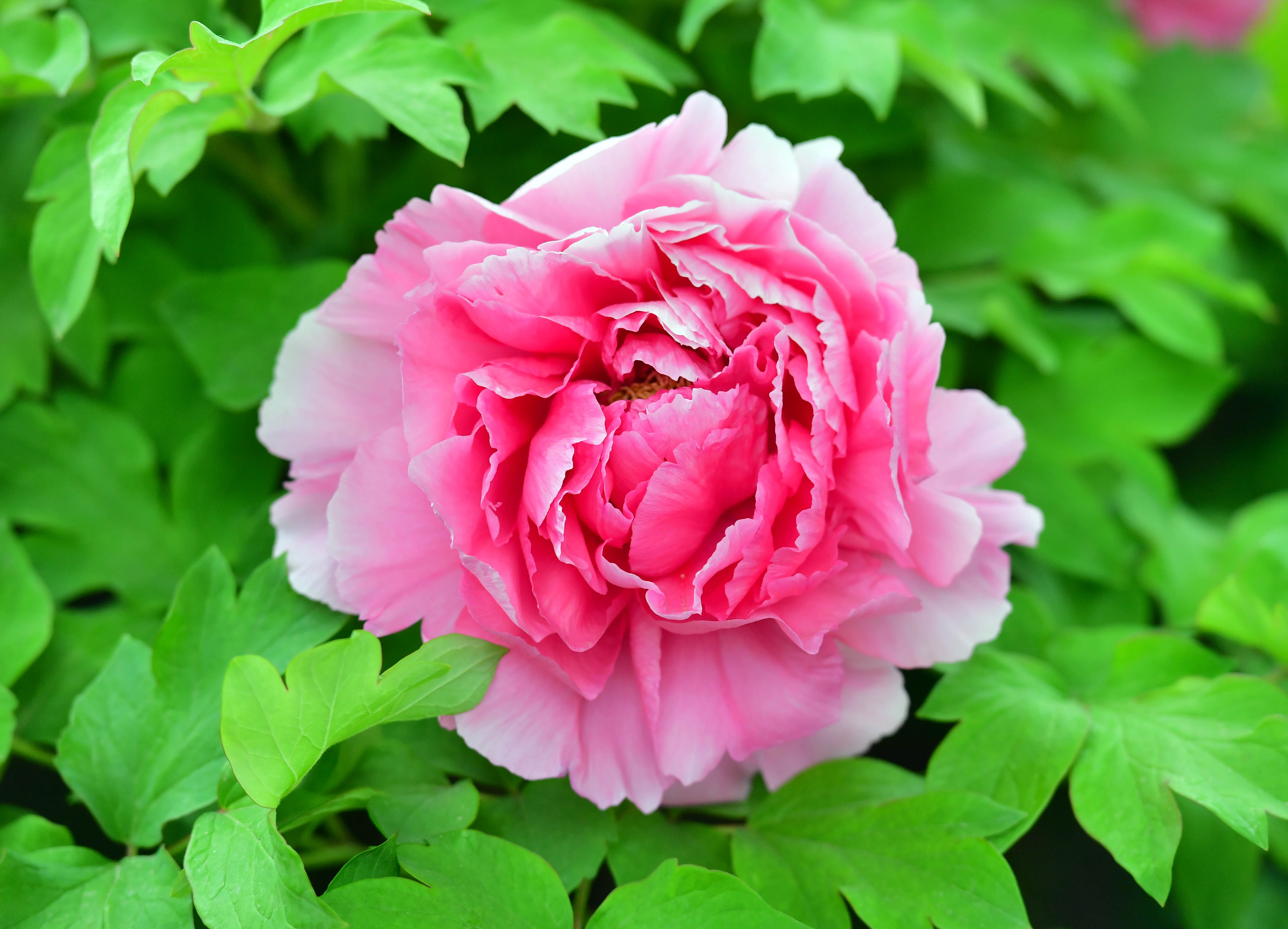 贵妃扮妆 _ 花脂红色，菊花型，中花品种。花质光泽鲜润，雄蕊部分瓣化或退化，雌蕊正常，花瓣排列整齐，花姿端庄秀丽，花量大，花叶齐平。叶灰绿，中长型，边缘稍内卷。 李卫超 2020.4.10.jpg