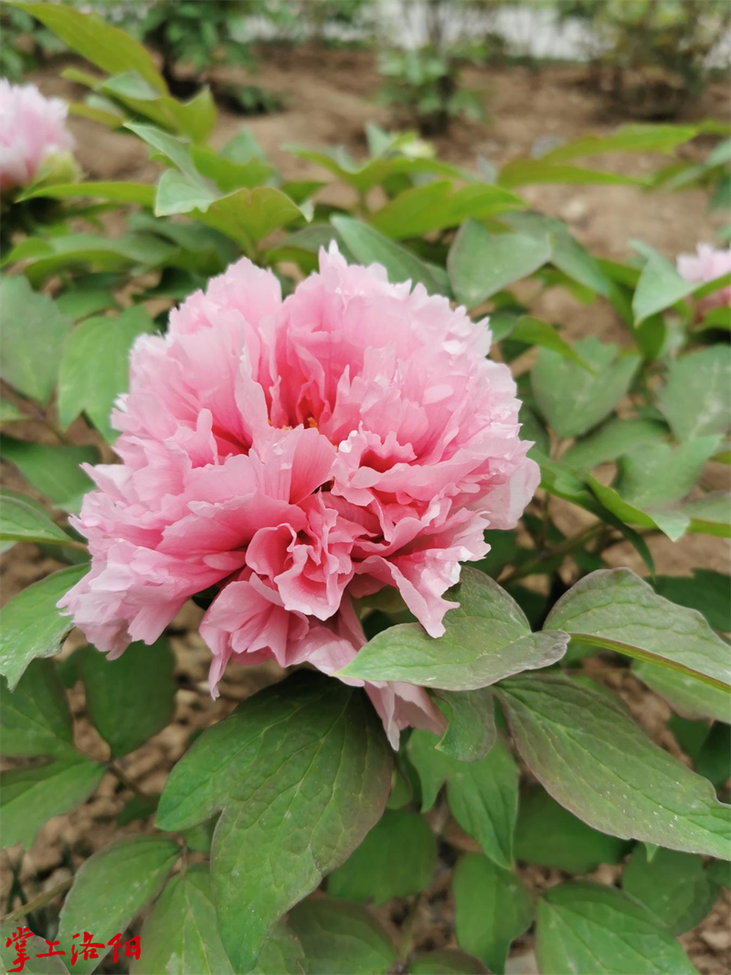 寒樱狮子.png