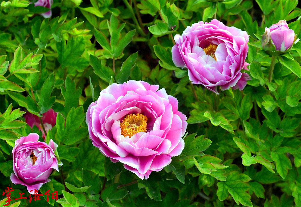 花蝴蝶（菊花型：花瓣6轮以上，自外向内层(1154760)-20230328143507.jpg