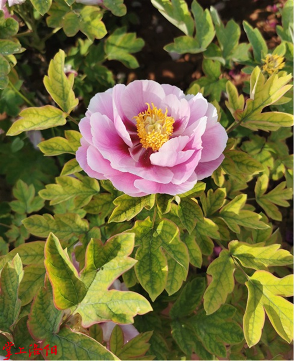 花蝴蝶.png