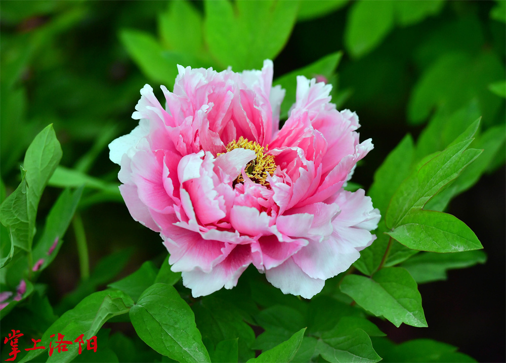 天娇 _花粉红色，菊花型，花期中晚。花质光洁润泽，花梗长且硬，花量中，花高出叶面。叶绿色，有红晕，中长型，叶尖较锐。植株中高，直立型，长势旺。 李卫超2020.4.10.jpg