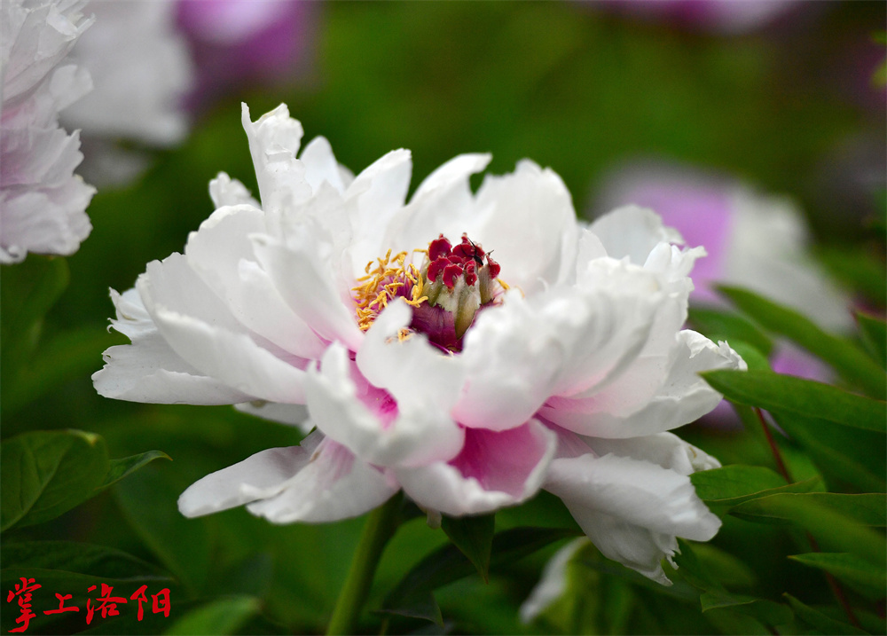 长枝芙蓉  _花粉红色，菊花型，盛开后花瓣瓣端发白，瓣基发红，雌雄蕊正常，花梗长且硬，花朵远高于叶面，亭亭玉立，花量大，花期中晚。 2020.4.10李卫超.jpg